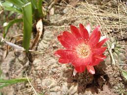 Red Flowering Succulent Plant Identification2