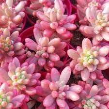 Succulent-Like Plants with Pink Flowers